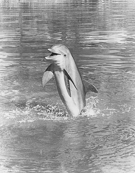 File:Flipper The Dolphin 1968.jpg