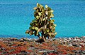 "Galápagos_sea_lion_(4201786435).jpg" by User:File Upload Bot (Magnus Manske)