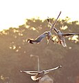 * Nomination Migratory Laridae (sea gulls) commonly found in Jamnagar, Gujarat, India. --Rangilo Gujarati 15:33, 25 December 2012 (UTC) * Decline Good shot but below QI threshold, CA, noise, unsharp and unfortunate crop, sorry --Poco a poco 18:29, 25 December 2012 (UTC)