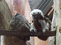 Deutsch: Lisztaffen (Saguinus oedipus) im Fossilium des Tierparks Bochum. English: Cotton-top tamarins (Saguinus oedipus) in the fossilium of the Tierpark Bochum, Germany.   This file was uploaded with Commonist.