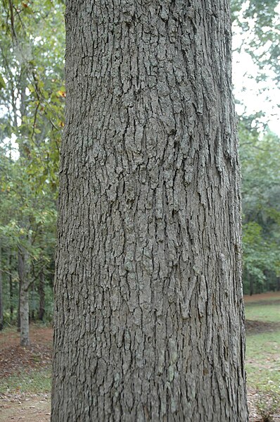 File:Quercus similis (23842950740).jpg