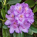 29 Rhododendron ponticum actm 04 uploaded by Agnes Monkelbaan, nominated by Agnes Monkelbaan,  22,  1,  0