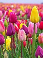 "Woodburn_Tulip_Festival_2010_(18).jpg" by User:File Upload Bot (Magnus Manske)