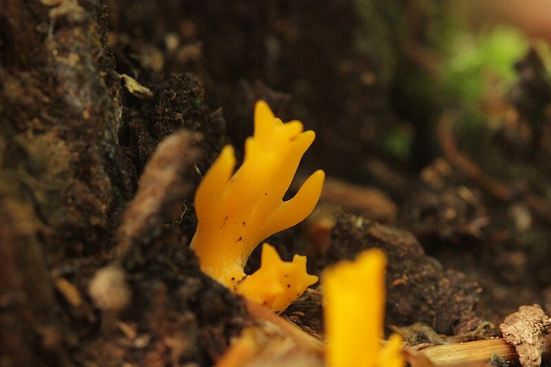 File:Calocera viscosa (35796180213).jpg