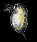 March 21: The water flea Daphnia pulex.