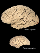 May 21: A human brain as compared to that of a chimpanzee. Scale bar: 1 cm.