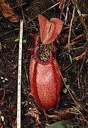 Nepenthes northiana