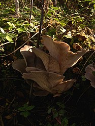 Pleurotus ostreatus