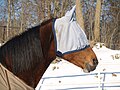 Fly mask