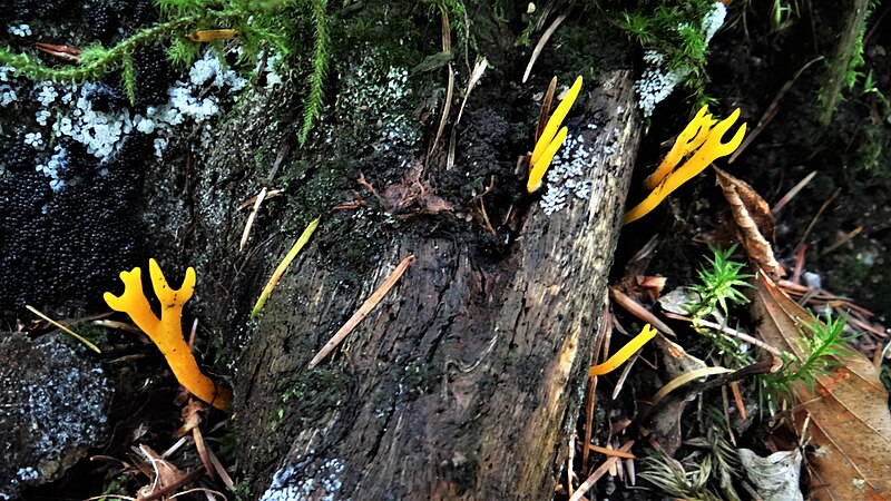 File:Calocera viscosa in Burgundy (1).jpg