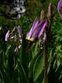 Dodecatheon jeffreyi