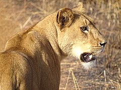 Lion dans le complexe Pendjari.jpg