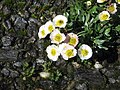 "Ranunculus_glacialis02.jpg" by User:Meneerke bloem