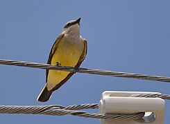 Western Kingbird - 17939026529.jpg