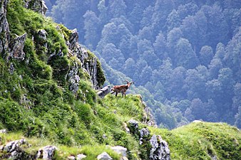 Caucasian tur at Lagodekhi National Reserve. Photograph: Giorgimailo