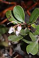 Arctostaphylos nevadensis