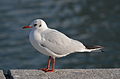 * Nomination Black-headed Gull with winter plumage --Rsocol 07:10, 18 December 2012 (UTC) * Promotion Good. --A.Savin 09:55, 18 December 2012 (UTC)