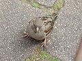 Deutsch: Wilder Haussperling (Passer domesticus) im Tierpark Bochum. English: Feral house sparrow (Passer domesticus) in the Tierpark Bochum, Germany.   This file was uploaded with Commonist.