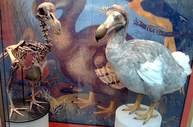 File:Oxford Dodo display.jpg