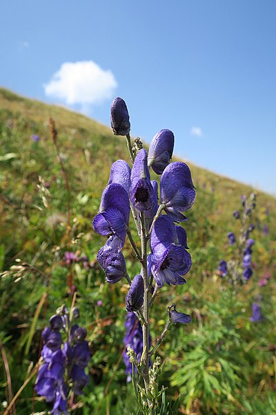 File:Aconitum napellus inflorescence (40).jpg