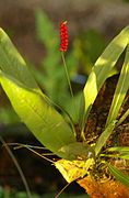 Anthurium gracile