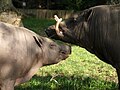 Babyrousa celebensis ZOO Děčín