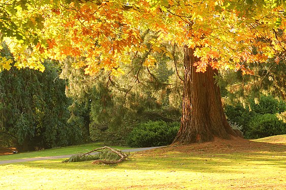 Belle Vue Yellow Oak