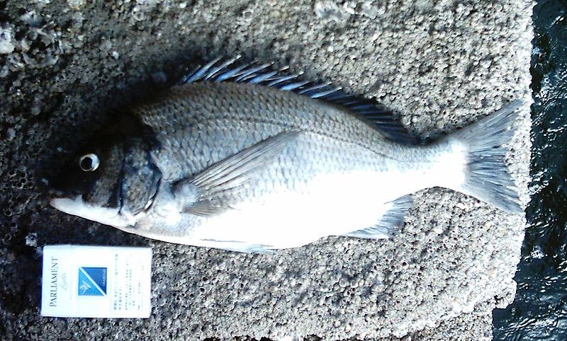 File:Black seabream(side.JPG