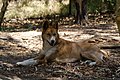 called a dingo by the author, but has unusual coloration