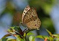 * Nomination Grey Pansy (Junonia atlites) Nagothane,India. --Cj.samson 18:12, 6 December 2012 (UTC) * Promotion Good quality. I've applied some slight sharpening (high-pass filter) --Lucasbosch 21:44, 6 December 2012 (UTC) Thank you for your effort --Cj.samson 06:37, 7 December 2012 (UTC)