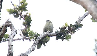 Hawaii Creeper (Loxops mana) (26399018691).jpg