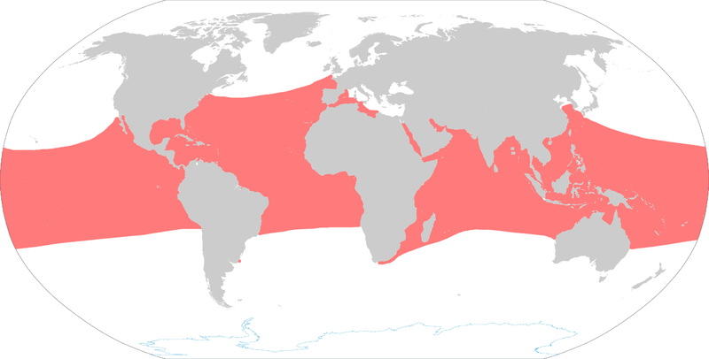 File:Hawksbill turtle range map.png