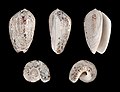 * Nomination Shell of an Angled Olive, Oliva incrassata --Llez 08:11, 20 January 2012 (UTC) * Promotion QI for me--Holleday 14:55, 20 January 2012 (UTC)