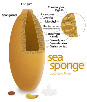 Diagram of a syconoid sea sponge.