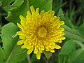 * Nomination Sow thistle flower --Tony Wills 11:20, 5 December 2007 (UTC) * Promotion Good enough for QI. -- MJJR 21:58, 6 December 2007 (UTC)