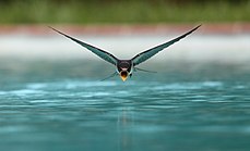 sanchezn: A swallow drinking while flying over a swimming pool.