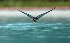 Üçüncü yer: A swallow (Hirundo rustica) drinking while flying over a swimming pool sanchezn (License: CC BY-SA 3.0)