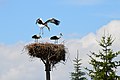 Vol'a Storks' Nest View G