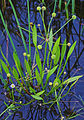 habitus of a flowering and fruiting plant