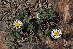 Erigeron compositus