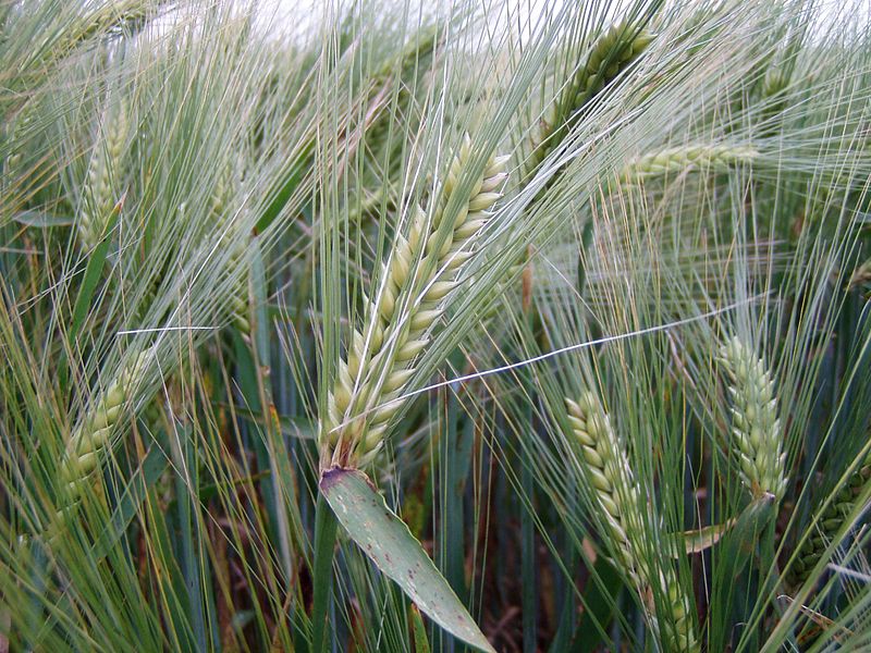 File:Escourgeon-Hordeum vulgare subsp. vulgare.jpg