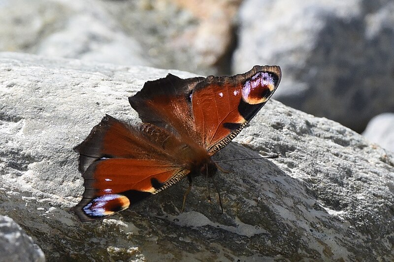 File:European Peacock (51430296643).jpg