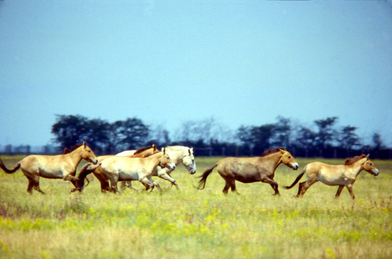 File:Przewalski's Horse Askania Nova.jpg