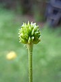 Immature fruits