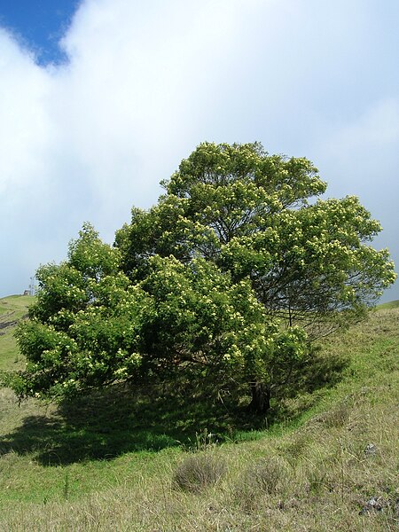 File:Starr 050528-2038 Acacia mearnsii.jpg