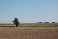 Fields, Żelechów