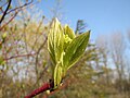 unfolding leaves