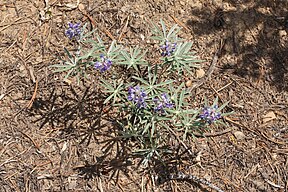 Lupinus latifolius