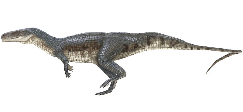 File:Poposaurus gracilis.jpg