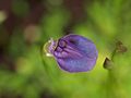 Utricularia babui flora